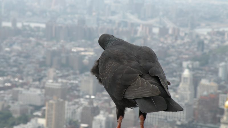 Vozdra from NY: O tuki i golubu