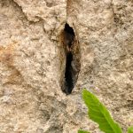 intertekstualnost “erotskog otvora” (po Bartu)